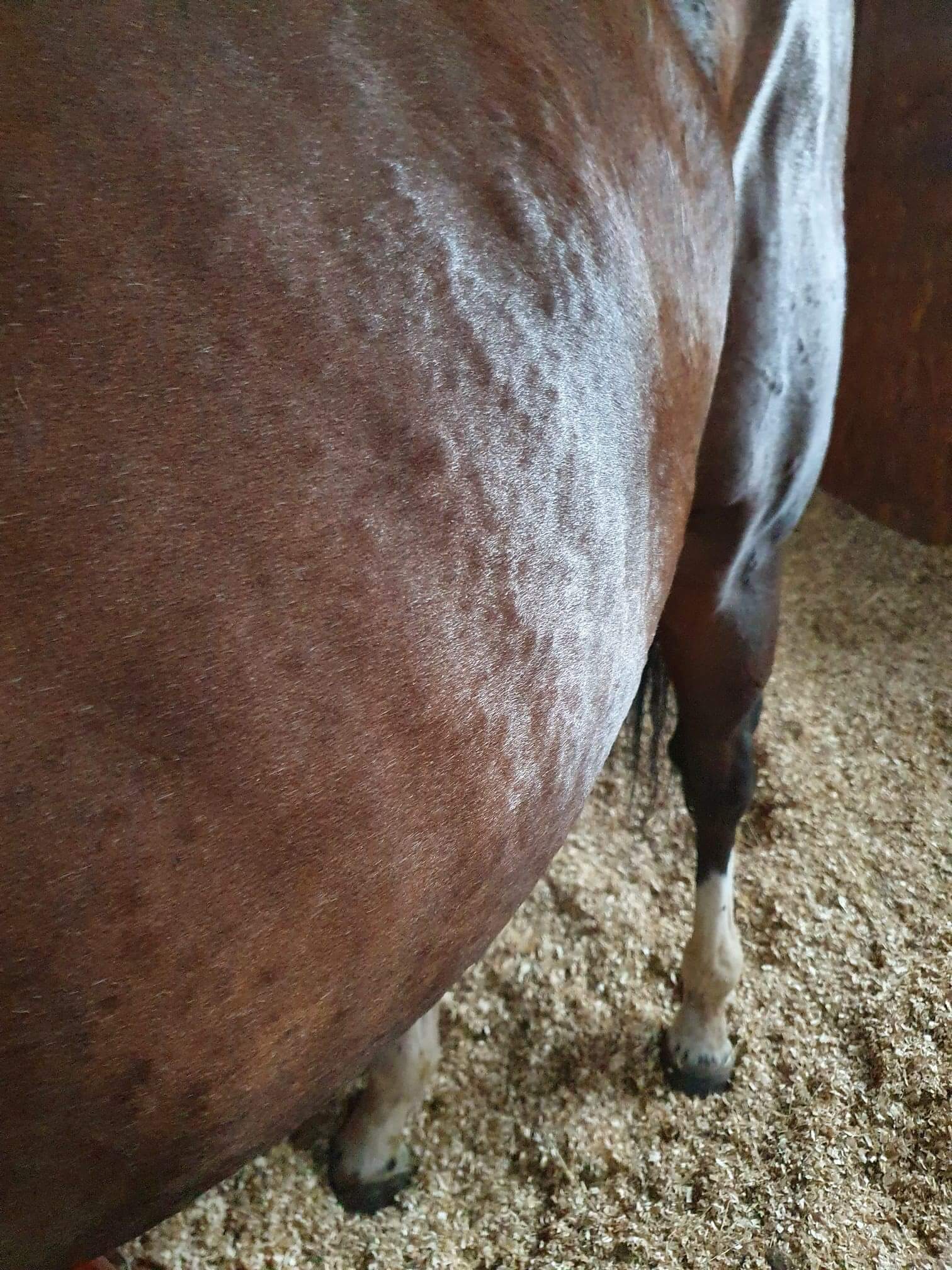 equine hives