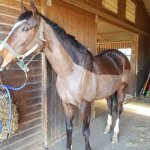 equine clipping & sedation