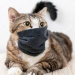 cat wearing mask for covid