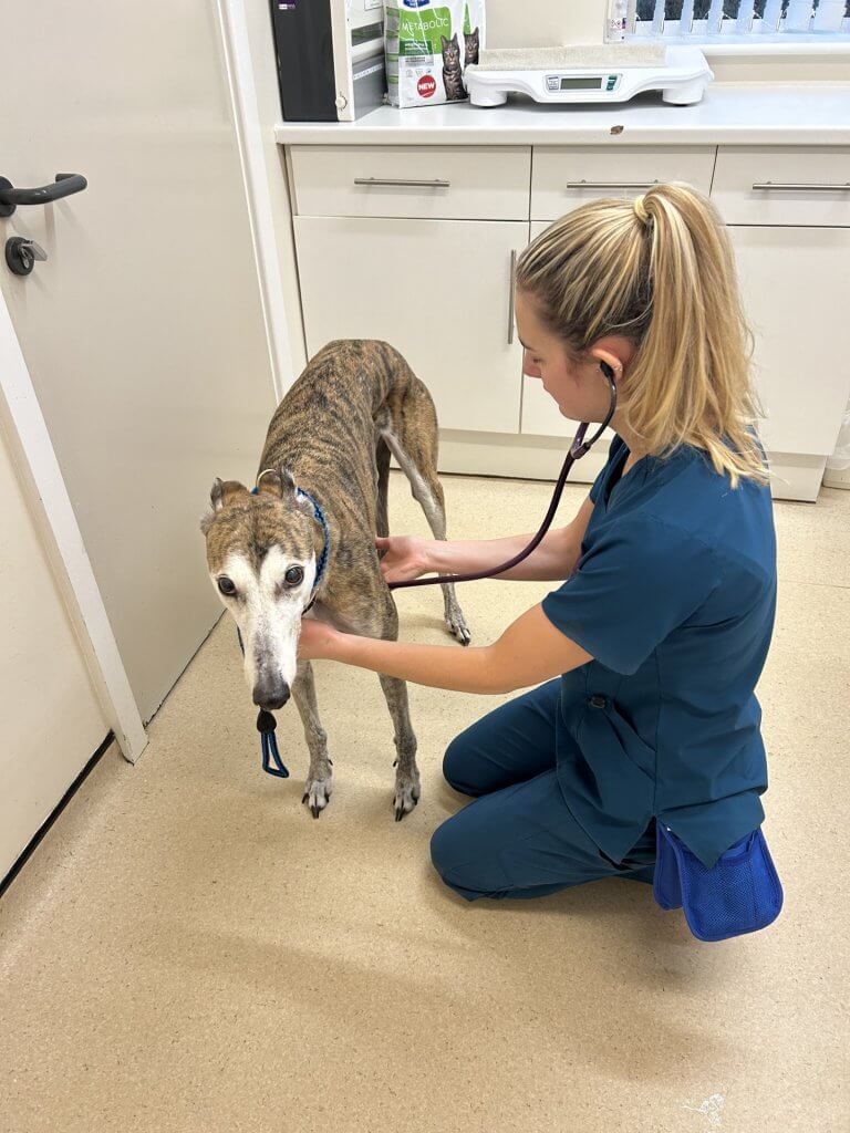 Pet Dental Health Month Your pets journey for a dental Station