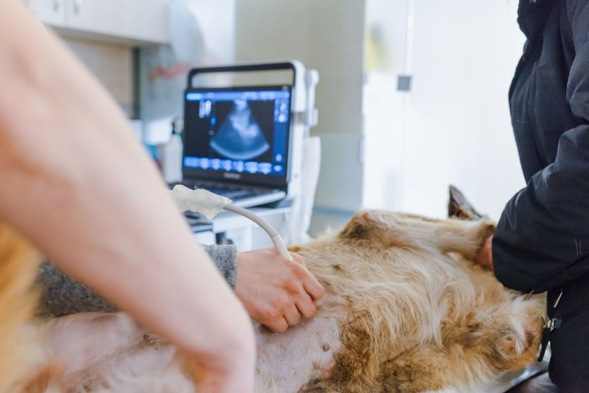 ultrasound